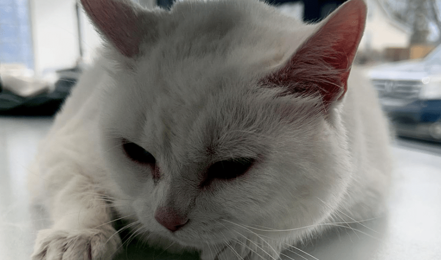 Cat Grooming